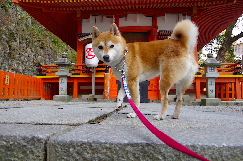 mk体育app下载-麦金托什女子200米蝶泳表现亮眼，麦金托什是哪国人