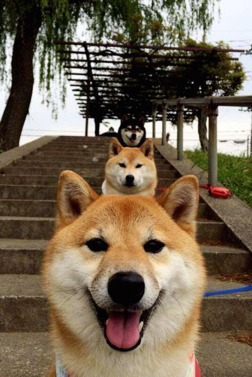 东契奇怒批裁判:这辈子没遇过这样的判罚,东契奇是谁